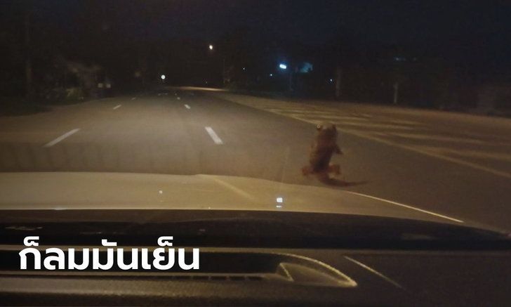 เลขเด็ด จิ้งจก
